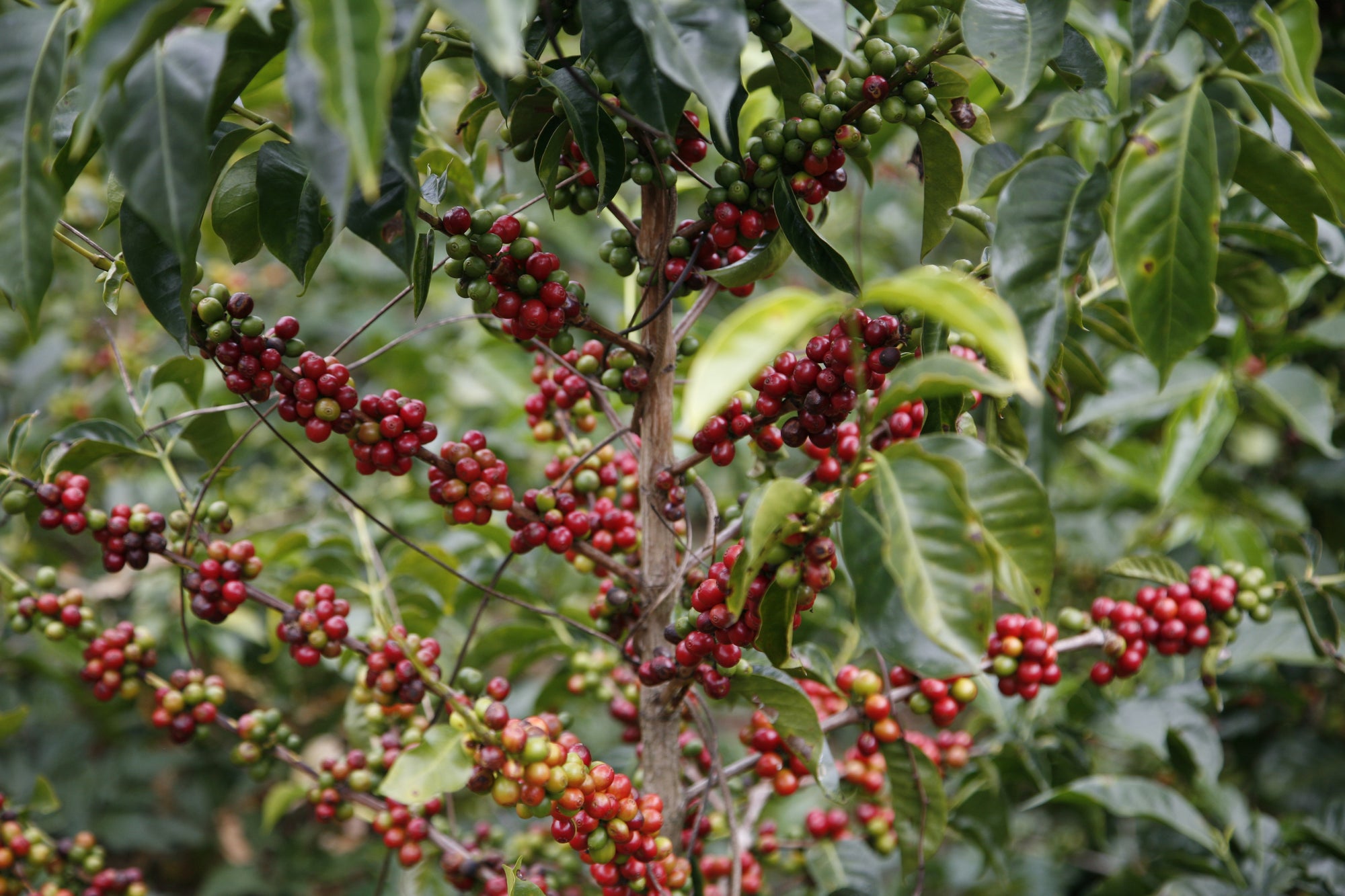 Ecuador Finca Santa Cecilia