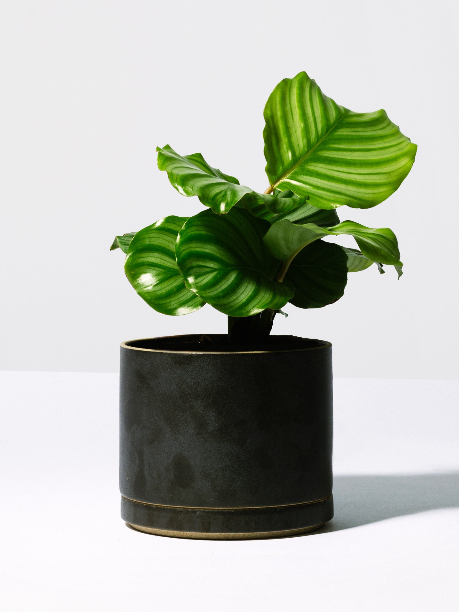 Black Planter - Hasami Porcelain - Homecoming