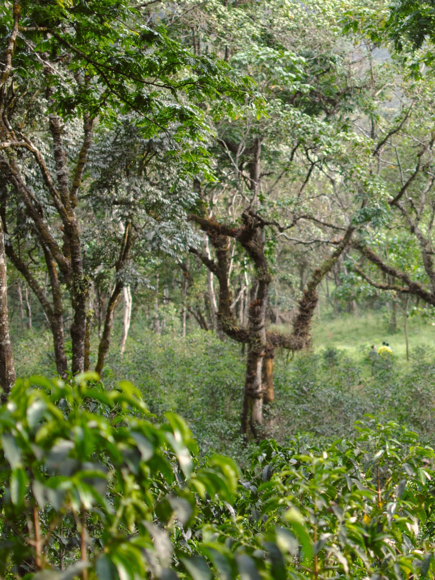 Ethiopia Kossa Geshe Estate