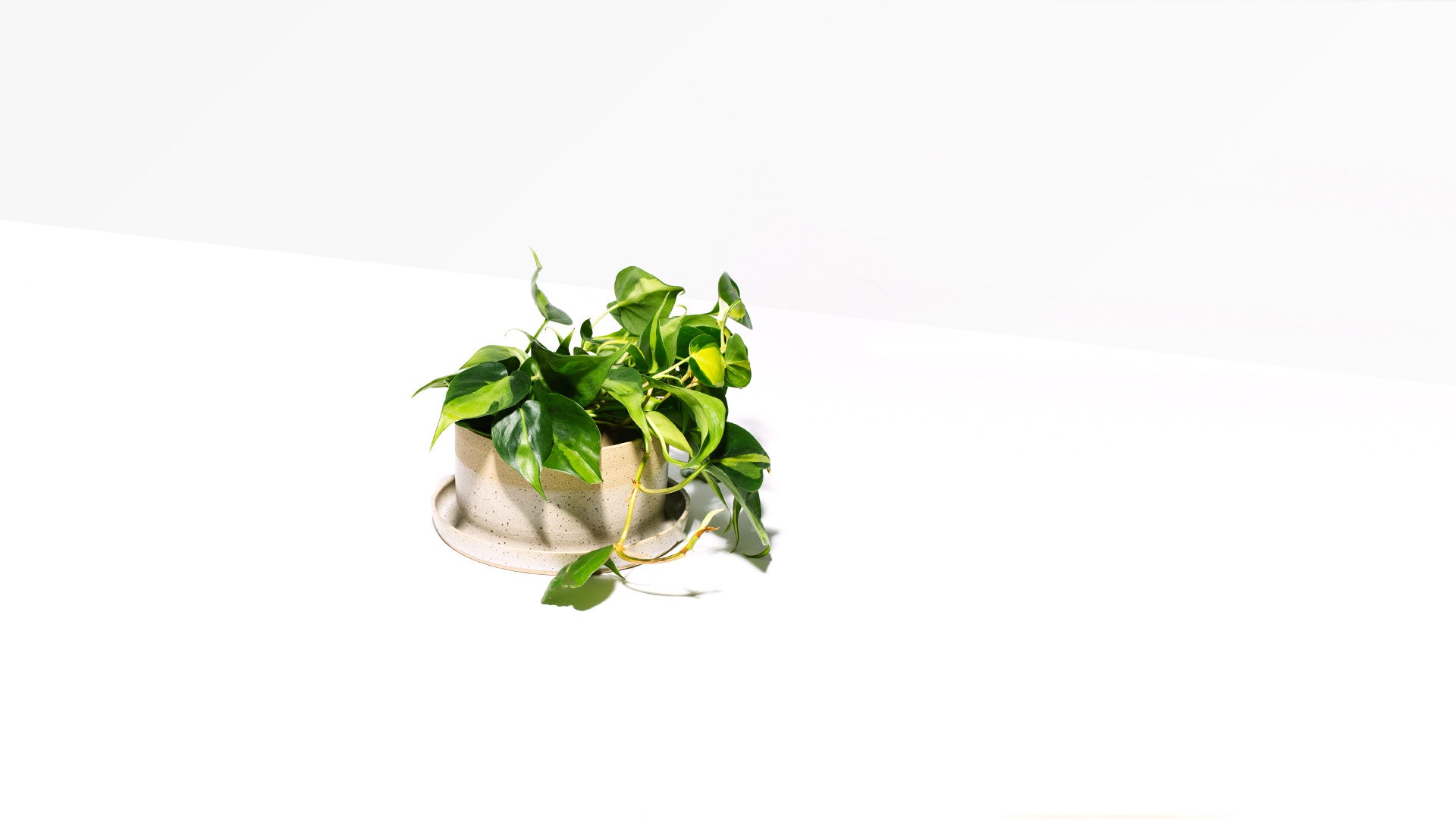 Flower Pot - Kati Von Lehman - Homecoming