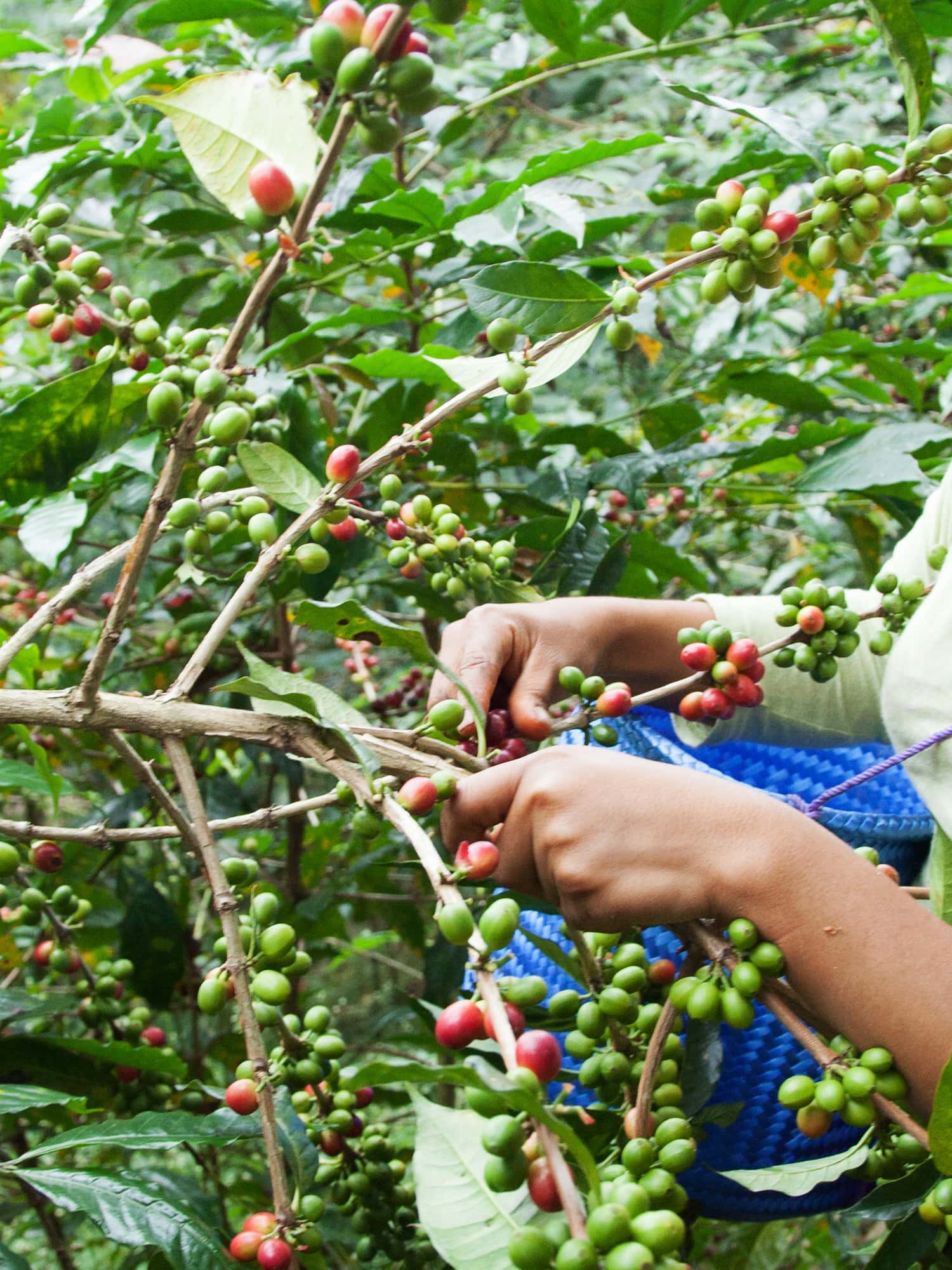 Mexico Irene Sanchez