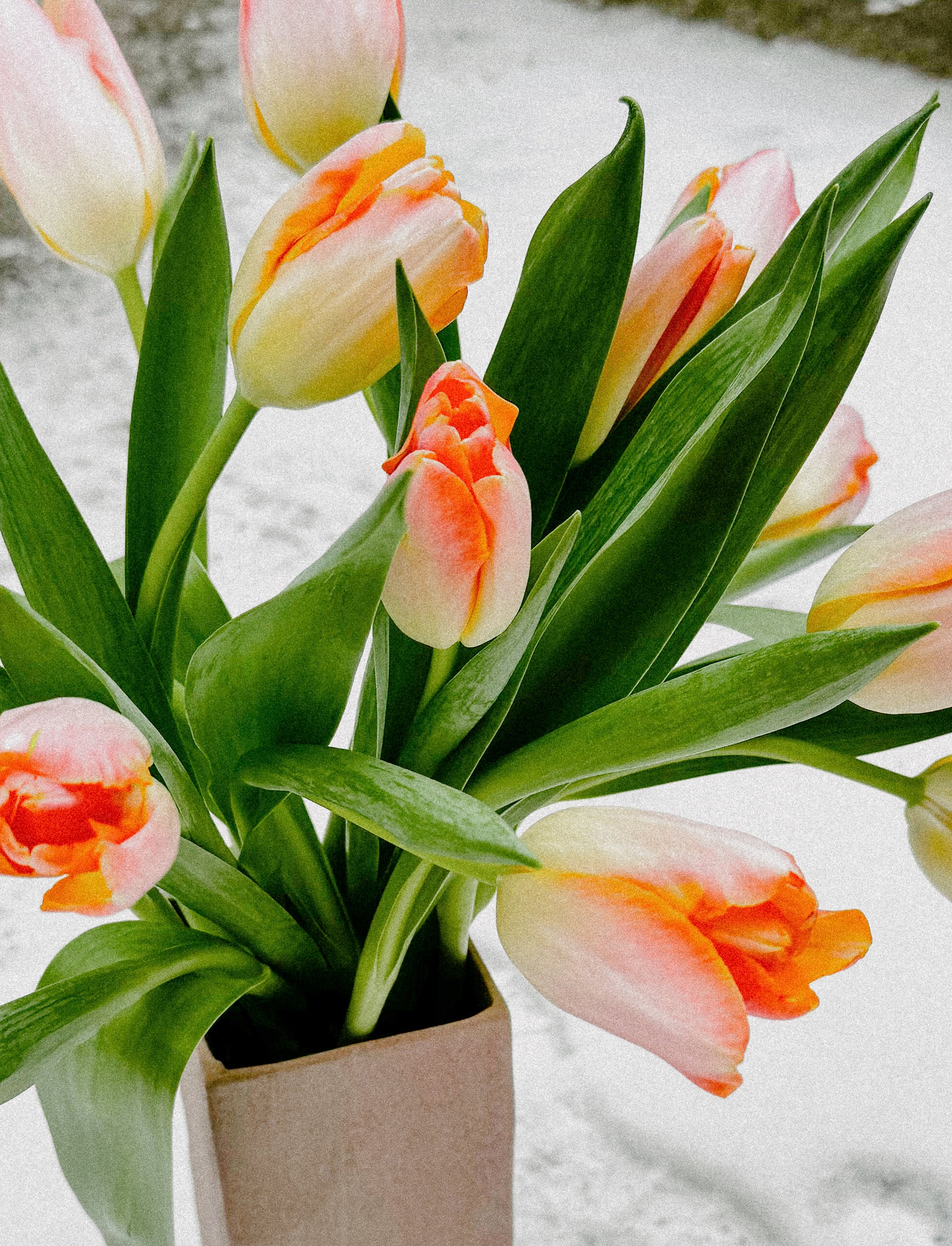 Tulip Arrangement