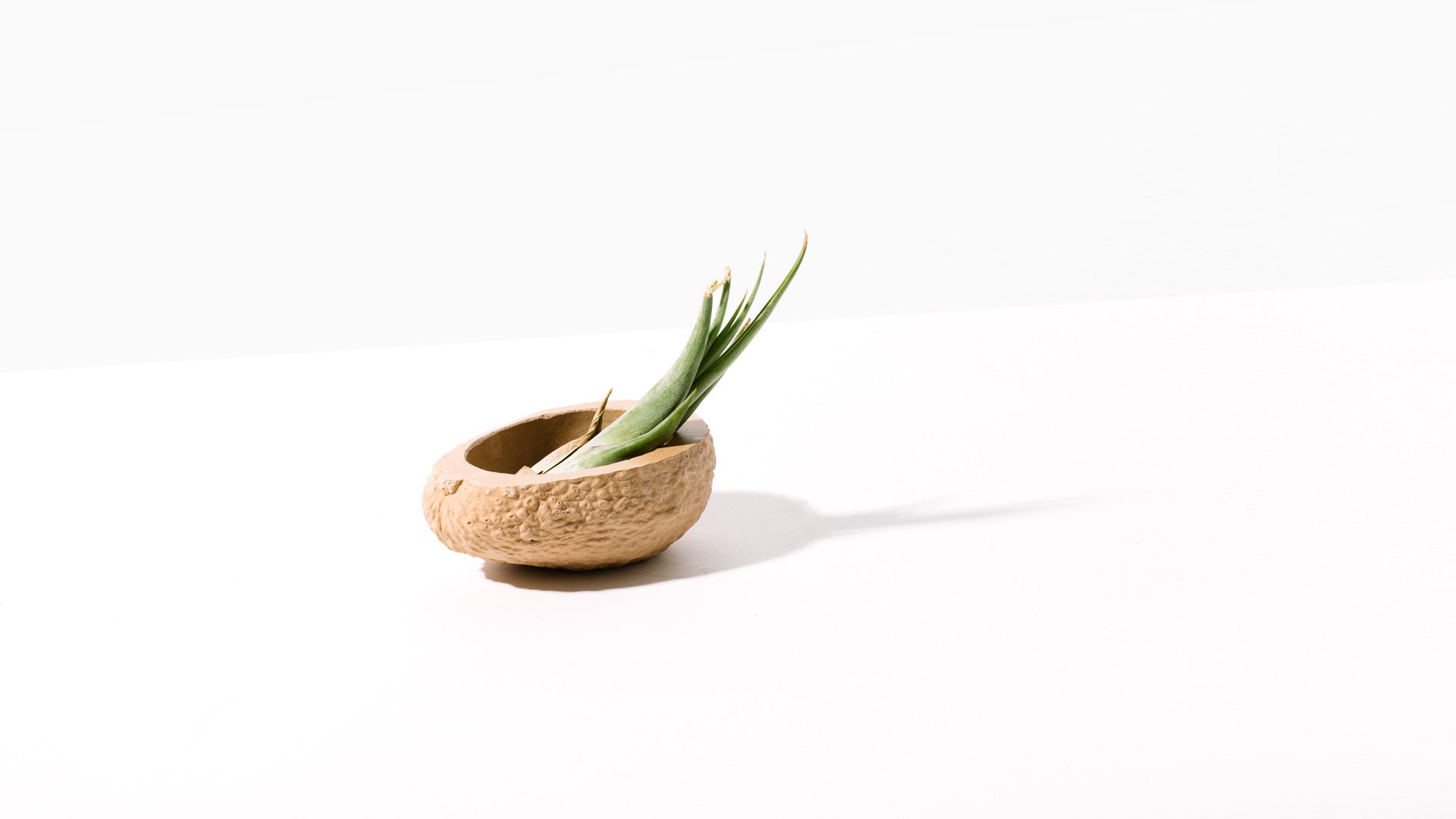 Chen Chen & Kai Williams Avocado Planter